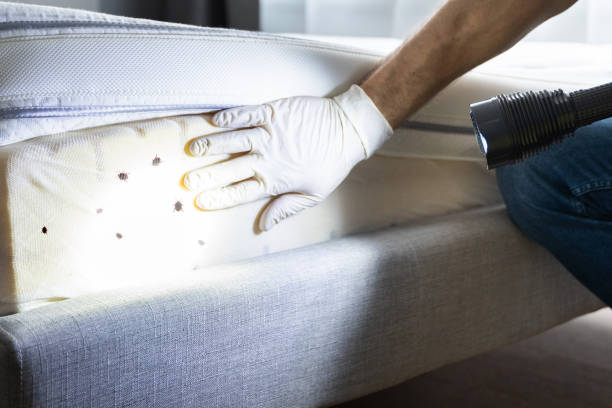 Reliable Baldwin Park, CA Pest Control Solutions