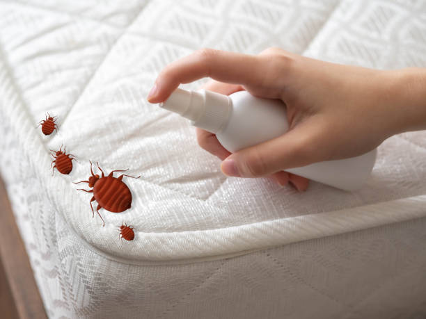 Best Ant Control Services  in Baldwin Park, CA