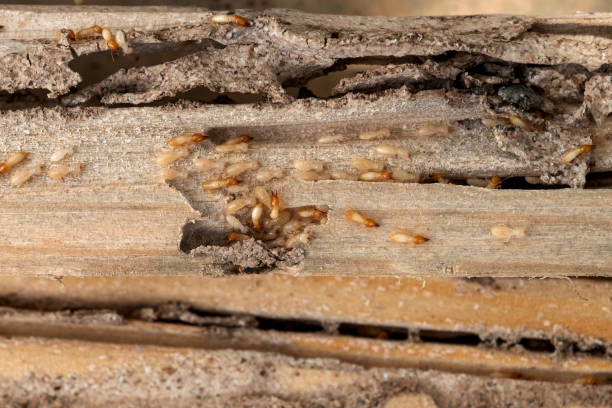  Baldwin Park, CA Pest Control Pros